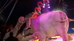 在德国马戏节目中表演大象指控
