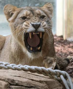熊被枪杀，因为狮子，老虎和捷豹逃脱德国动物园