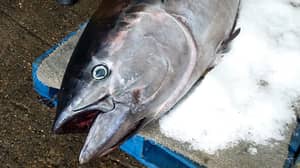 在英国海岸发现世界上最昂贵的鱼
