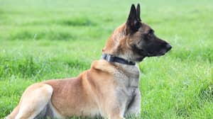英雄狗在阿富汗获得“动物维多利亚十字架”服务