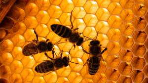 巴西5亿蜜蜂在3个月内死亡