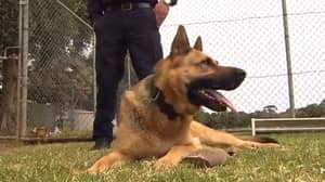 南澳大利亚警犬在职业生涯四年后抓获了近60名罪犯退休