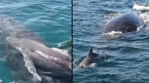 海豚群保护座头鲸和幼崽免受五雄一组的伤害