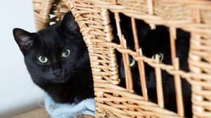 黑猫不能重新安置，因为“它们不出现自拍照”