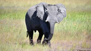 白宫允许猎人进口杀死非洲大象的头