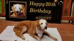 世界上最古老的金毛猎犬庆祝她的20岁生日