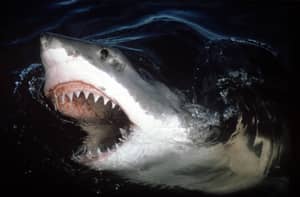 海豚尸体在英国海滩上洗净后，人们对大白鲨的恐惧生长