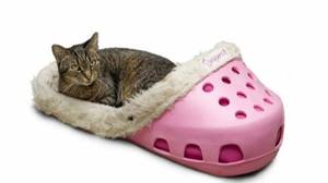 Croc风格的宠物床存在，它们看起来很棒