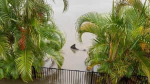 在闪光洪水期间，牛鲨在男人的后院附近被察觉游泳