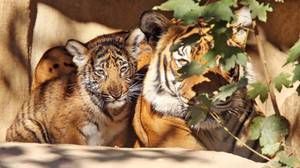 另外三个狮子和四只老虎在布朗克斯动物园的冠状病毒测试阳性