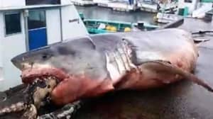 渔民找到怪物巨大的白鲨，在海龟上窒息