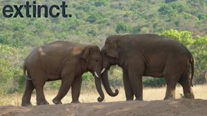 由于偷猎，大象正在进化到没有象牙的地步