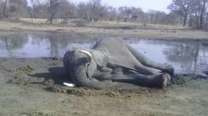 神秘作为11只大象在津巴布韦森林中死亡