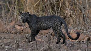 旅游者在野生动物园旅行中抢夺了极少数珍稀的黑豹