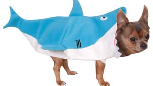这种服装将使您的狗变成您自己的“婴儿鲨”