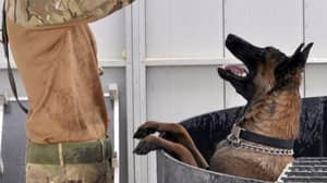 在阿富汗服役的英雄军犬将被放下，因为“不能重新归还”