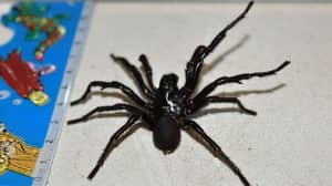 不！这是澳大利亚当局捕获的最大漏斗网蜘蛛
