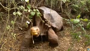 性害虫乌龟单手中拯救了他的物种灭绝