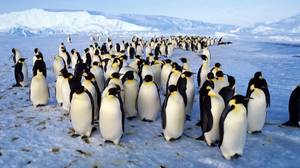 在南极岛上发现的企鹅的超颜色