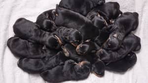 罗威纳犬生下十几只幼犬，就像您想的那样令人惊奇