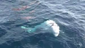 鲸鱼发现戴着背带可能是'俄罗斯军队'