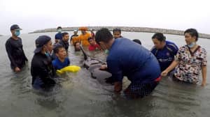 泰国鲸鱼吞咽后80袋塑料袋