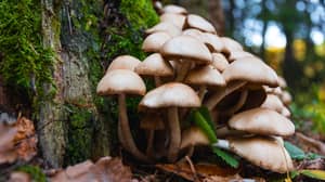 澳大利亚加入了世界上最大的研究，以魔法蘑菇的影响