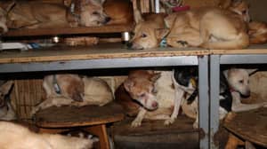 164只狗从日本的一个小房子救出