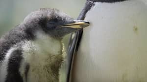 水族馆公开羞辱行为不佳的企鹅，因为它们是暗中邪恶的