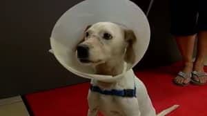 狗主人假装他们救了受伤的狗来获得免费的医疗保健