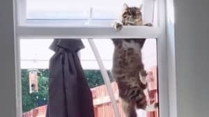 女人抓住随机的猫表演引体向上闯入她的房子