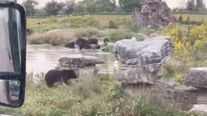 动物园管理员在游客面前被黑熊咬伤后死亡