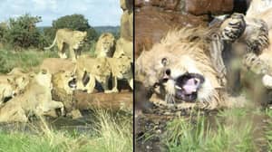 雌狮攻击震惊的野生动物园游客前面的雄狮攻击雄性狮子
