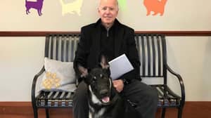 Joe Biden的德国牧羊犬正式成为生活在白宫的救援狗