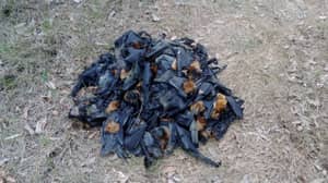 在热浪之后，数百名蝙蝠在澳大利亚死亡