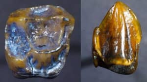 古老的化石牙齿可以做“回到未来”和“重写人类历史”