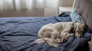 研究发现，女人在狗旁边睡得比男人好