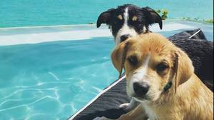 加勒比岛，你可以和救援狗一起玩看起来像天堂