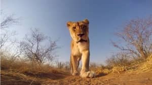 年轻的狮子在野生动物园捡起了Gopro和电影的散步
