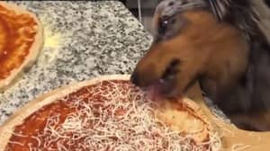 人们厌恶狗的病毒剪辑舔其所有者的披萨