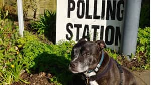 投票站的狗返回另一年