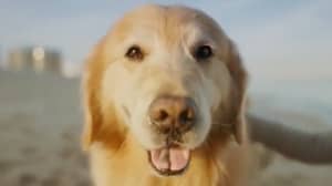 WeatherTech首席执行官大卫·麦克尼尔为他的狗制作了价值600万美元的超级碗广告