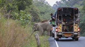 大象在泰国回收流行的国家公园在锁上