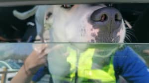 当主人购物时，警察救出了被留在过热汽车里的两只狗