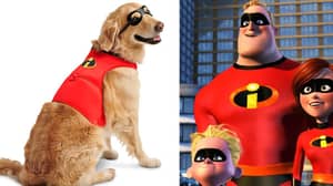 迪士尼正在为超级英雄狗出售“超人库2”服装