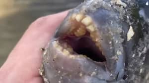 渔夫在佛罗里达州的“人类的”牙齿捕获鱼
