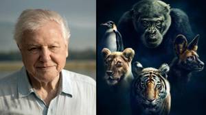 Dynasties：David Attenborough的新系列就像他以前的任何事情一样