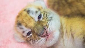 四个极度罕见的金色虎崽出生于中国动物园