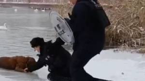 英勇的警察从冰冷的湖水中救出了金毛猎犬