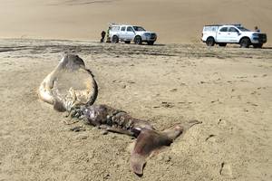 奇怪的腐烂海洋生物在纳米比亚的海岸上洗涤